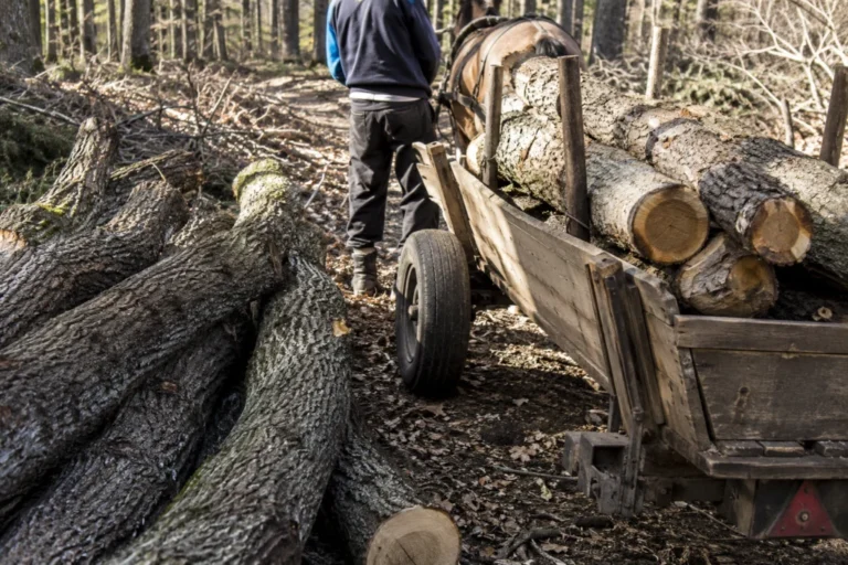 Bărbat din Rusciori, condamnat pentru tăiere ilegală și furt de arbori