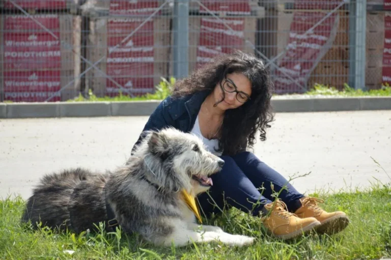 Aproape 400 de animale adoptate și peste 1600 de sterilizări în 2025 la Animal Life! Iată ce spune raportul anual