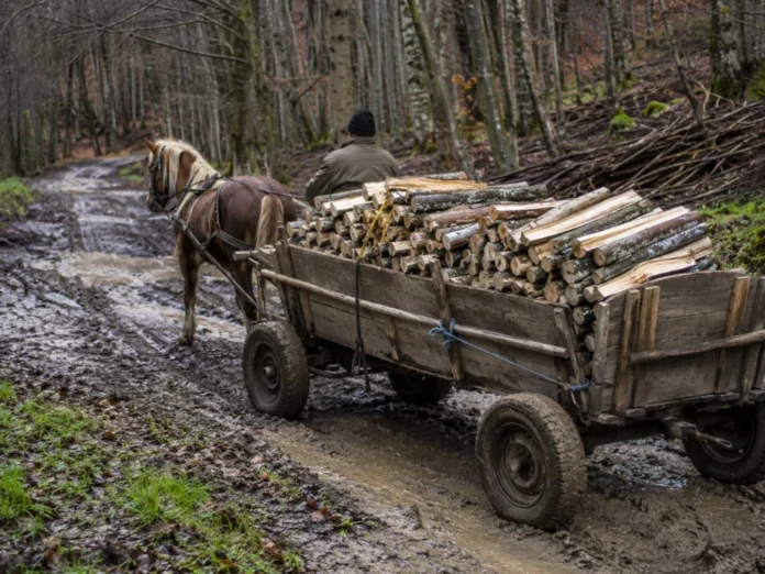 Furt de lemne dintr-o pădure din România, cu bușteni pregătiți pentru transport