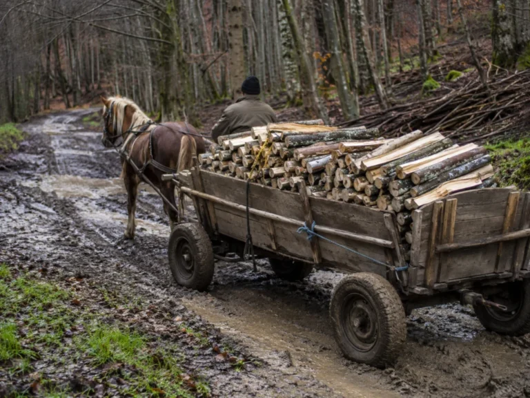 Bărbat din Richiș, condamnat după ce a furat lemne din pădure