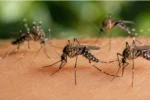 Măsuri pentru prevenirea și combaterea infestării cu țânțari. Specialiștii avertizează asupra riscurilor pentru sănătatea publică