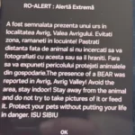 Prezența unui urs a fost semnalată pe Valea Avrigului