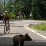 Pui de urs pe traseul Turului Ciclist al Sibiului. Lorenzo Finn și Byron Munton, surprinși pe urcarea spre Bâlea