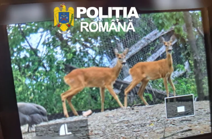 Două căprioare ținute ilegal la Porumbacu de Sus au fost eliberate de polițiștii sibieni!