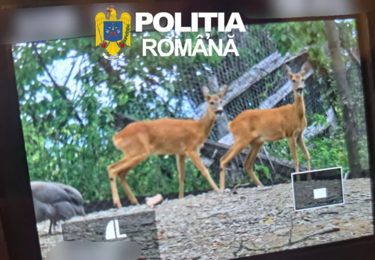 Două căprioare ținute ilegal la Porumbacu de Sus au fost eliberate de polițiștii sibieni!