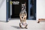Poliția Sibiu introduce biodetecția: Echipa formată din Alin Pascu și câinele Hod, specializată în investigații criminalistice!
