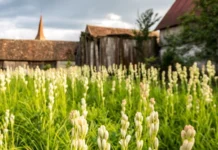 O nouă ediție a Sărbătorii Tărâmul Tuberozelor debutează mâine la Hoghilag! Panou de bun venit la Sărbătoarea Tărâmul Tuberozelor, cu detalii florale și data evenimentului.