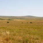 Câmp ars de soare sub un cod galben de caniculă, cu cer senin