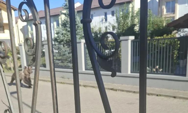 URS PE STRADA MIHAI VITEAZU DIN ȘELIMBĂR! Mesaj RO-Alert transmis locuitorilor