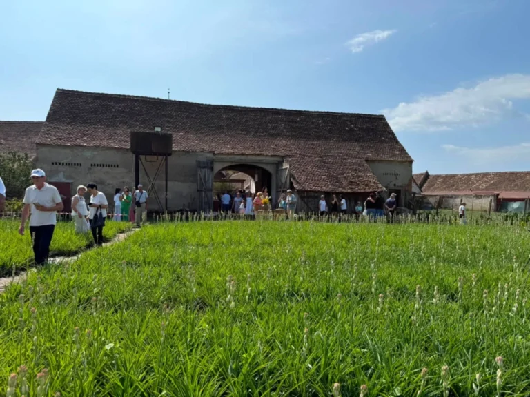 REPORTAJ: Hoghilagul a înflorit pentru a doua oară. În weekendul al doilea au apărut și politicienii