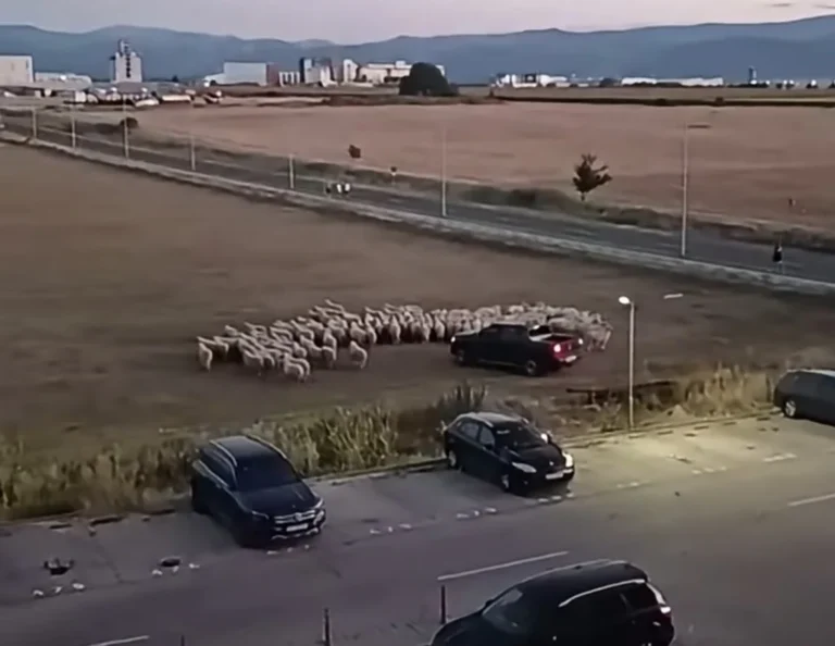 Imagini revoltătoare pe un câmp din cartierul Magnolia: Un cioban a fost filmat în timp ce își direcționa oile cu mașina!