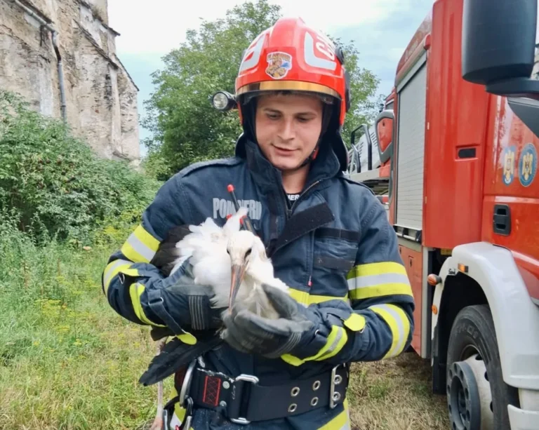 Pompierii sibieni au salvat un pui de barză de pe un acoperiș!