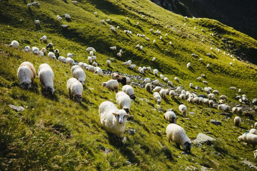 Cioban fugar din România comunistă păște oile pe un deal transilvănean