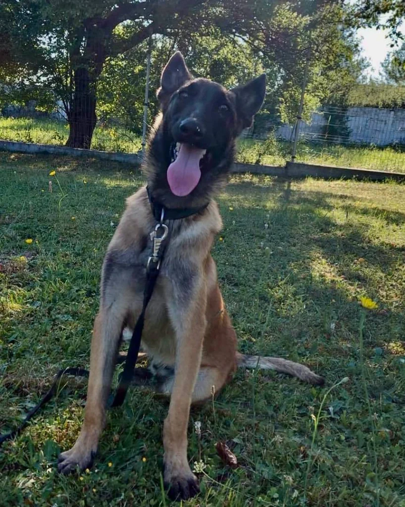 Cățelul Iatac, un cățeluș adoptat, se joacă fericit cu noul său stăpân în curte.