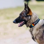 Echipa canină Sibiu în acțiune, cu câinele de căutare și dresorul în teren pentru localizarea persoanei dispărute.