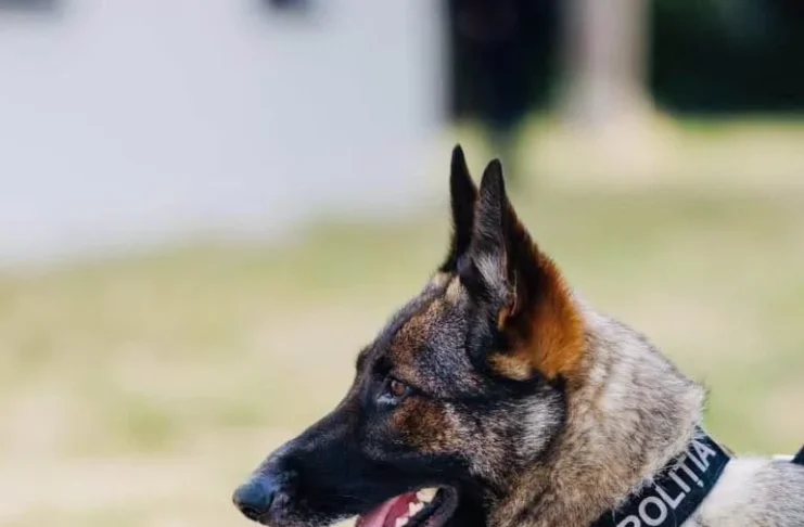 Echipele canine de la Centrul Chinologic Sibiu au ajutat la găsirea unei persoane dispărute din județul Vâlcea!