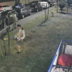 Tânăr vandalizează un pom pe străzile din Reșița, filmat de un locuitor