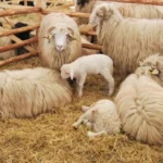 EDITORIAL: Ciobanii cer socoteală statului. Dar cine le cere lor socoteală?