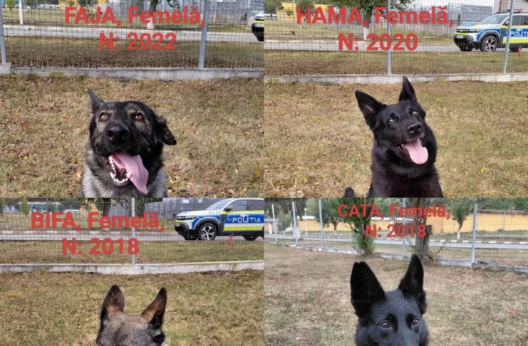 Patru câini de la Centrul Chinologic din Sibiu își caută o familie!