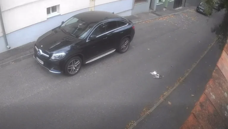 O pisică a fost surprinsă pe camerele video cum este lovită de o mașină în Sibiu. O asociație din București a sesizat poliția!