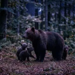 Ursoaică cu trei pui se plimbă noaptea prin pădurea din Porumbacu de Sus