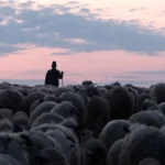 Calea Laptelui la Astra Film Festival 2026, documentar despre păstorit și tradiție