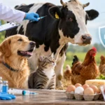 Medic veterinar din Sibiu examinând un animal pentru prevenirea zoonozelor
