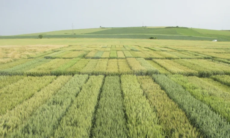 Peste 1,27 milioane de lei pentru Centrul de Testare a Soiurilor din Sibiu. Se construiesc o remiză pentru utilaje agricole și o platformă betonată