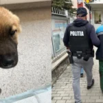 Podul de unde a fost aruncat câinele închis în sac