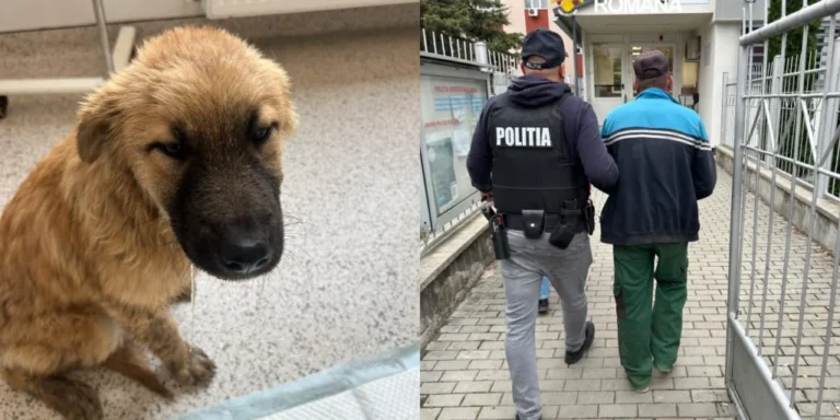 Un pui de câine a fost băgat într-un sac și aruncat de pe un pod în râu. Făptașul a fost reținut!