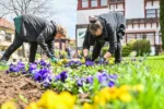 Primăria Sibiu începe plantările de toamnă: 220 de arbori noi și 60.000 de plante vor înfrumuseța orașul