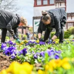 Panseluțe plantate pentru campania de plantări de toamnă Sibiu, amenajare florală în spații verzi