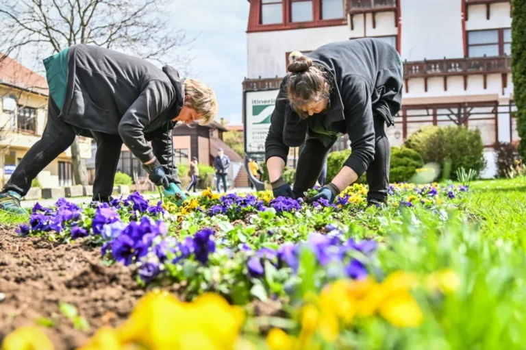 Primăria Sibiu începe plantările de toamnă: 220 de arbori noi și 60.000 de plante vor înfrumuseța orașul
