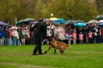 Aproximativ 1.500 de elevi și profesori au asistat la demonstrații spectaculoase ale câinilor polițiști, la Centrul Chinologic Sibiu